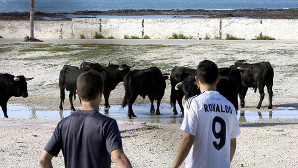 Siete toros desbocados paralizan un rodaje en Cádiz