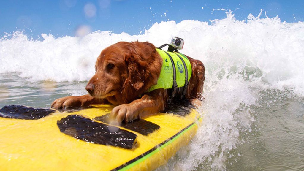 Mascotas que cambian su collar por una tabla de surf