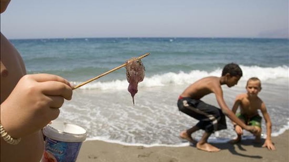 Unos niños juegan en la playa con unas medusas. EFE/Archivo