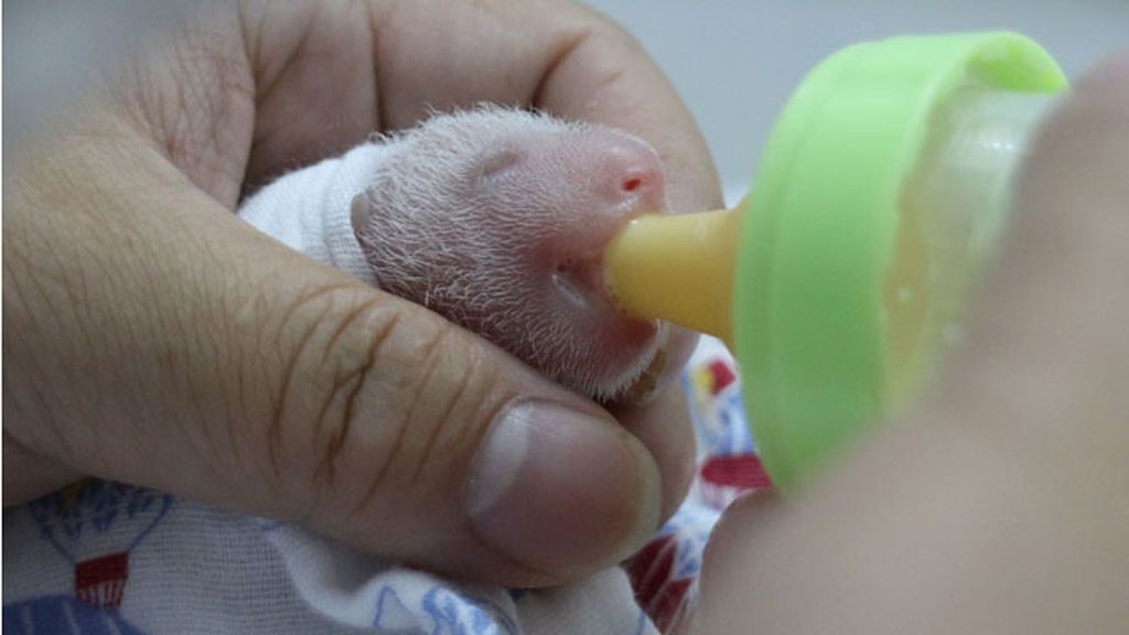 El primer mes de los primeros trillizos de panda
