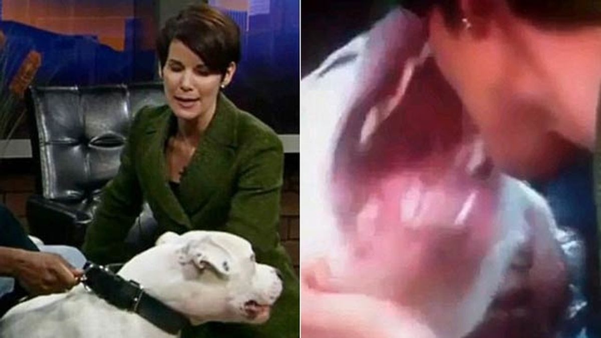 Un pitbull ataca a una presentadora en directo Un pitbull ataca a una presentadora en directo