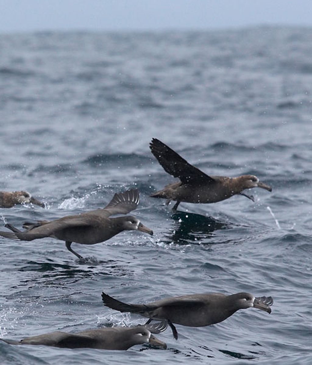 Albatros de pies negros