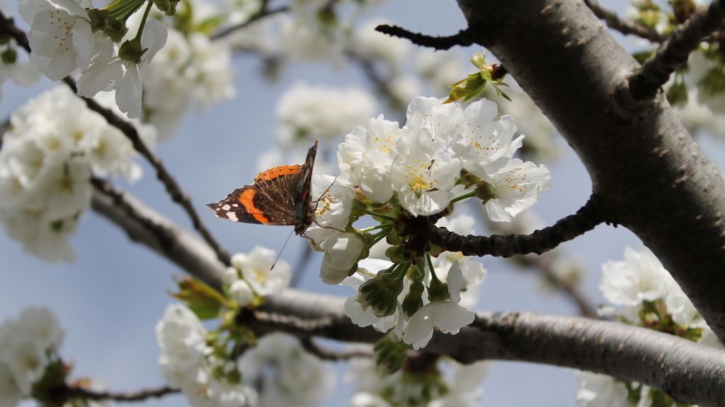 Concursantes Efecto ¡GUAU!... en primavera