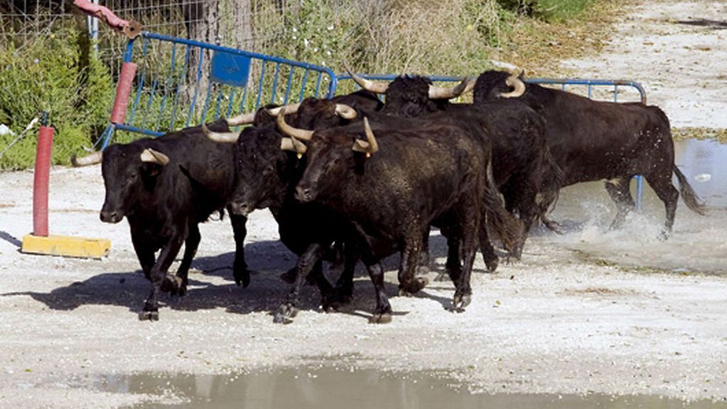 Siete toros desbocados paralizan un rodaje en Cádiz