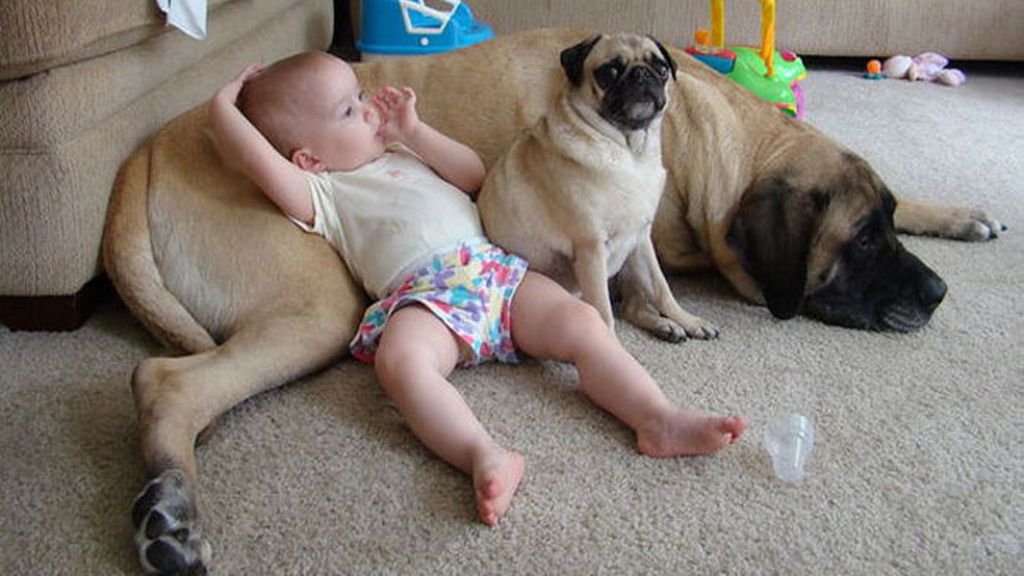 Compañeros para todo