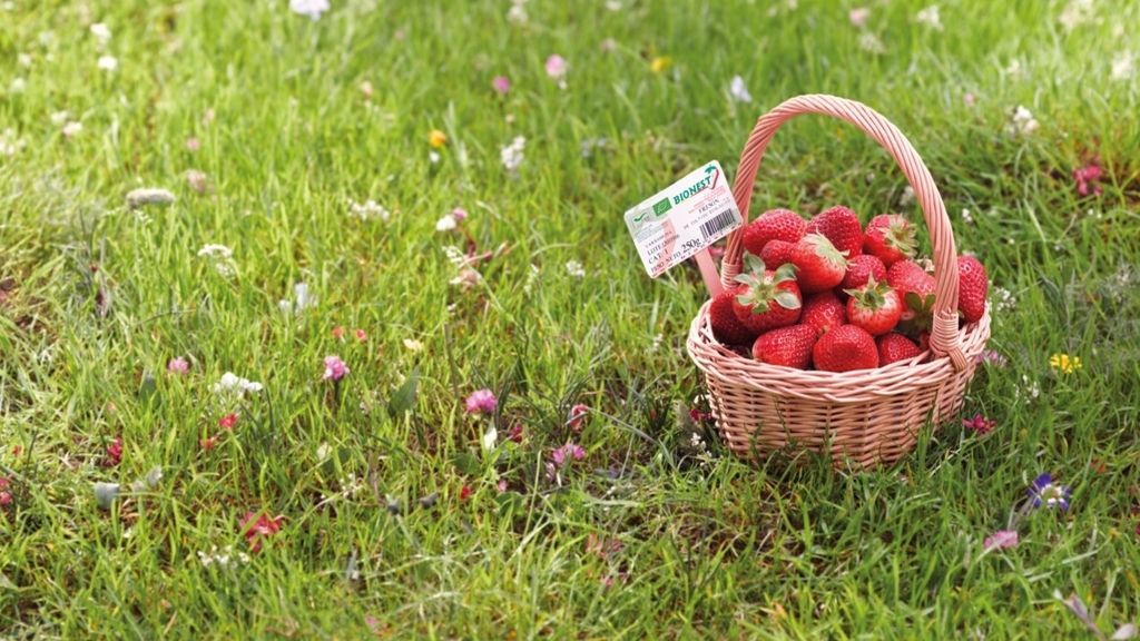 Productos ecológicos