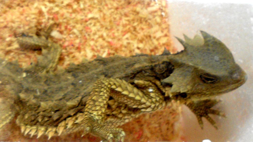 Mascotas de lo más originales