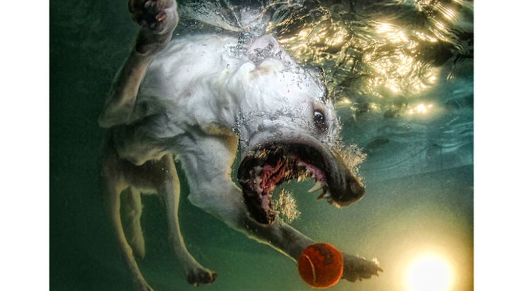 Perros pasados por agua