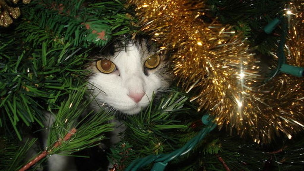 Los gatos más navideños se esconden entre abetos