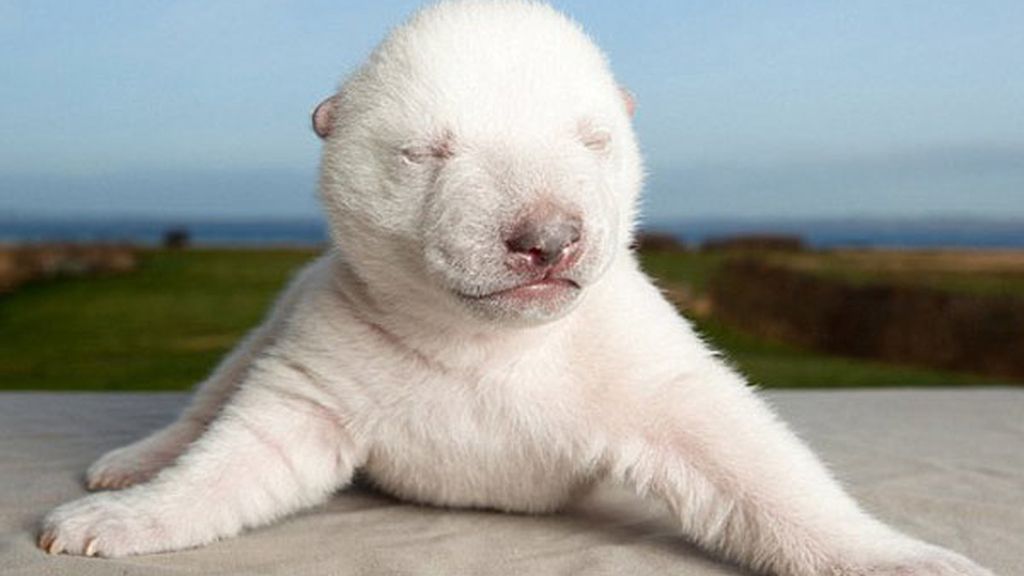 Un cachorro de oso polar en casa