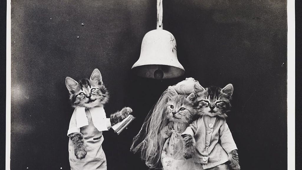 A estos gatitos les falta hablar