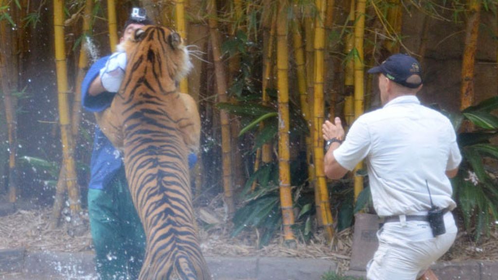 Un tigre de Sumatra se abalanza sobre su cuidador