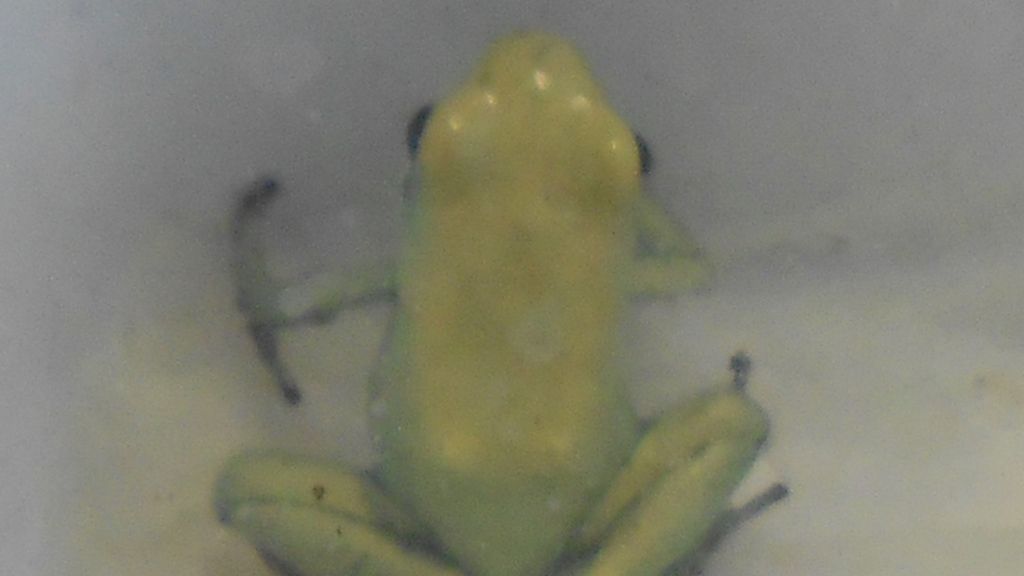 Mascotas de lo más originales