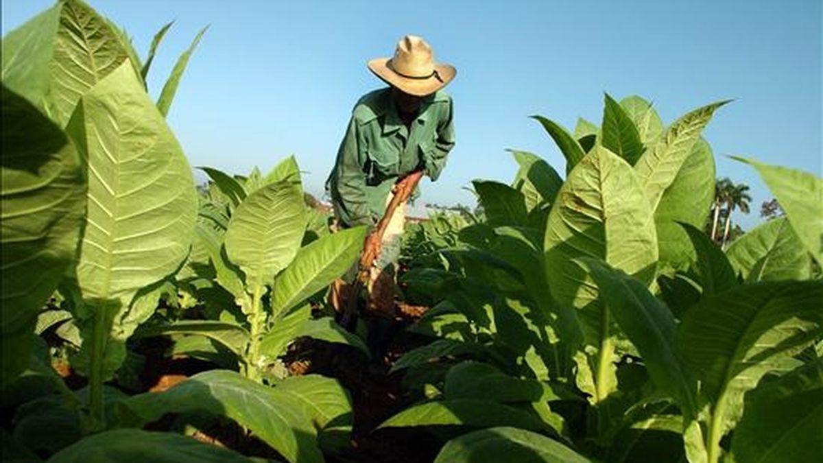El nuevo sistema se pondrá a prueba primero en la provincia y la ciudad de La Habana, donde se crearán 23 nuevas empresas agrícolas con "autonomía financiera". EFE/Archivo