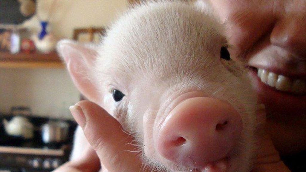 El cerdito que reina en Facebook
