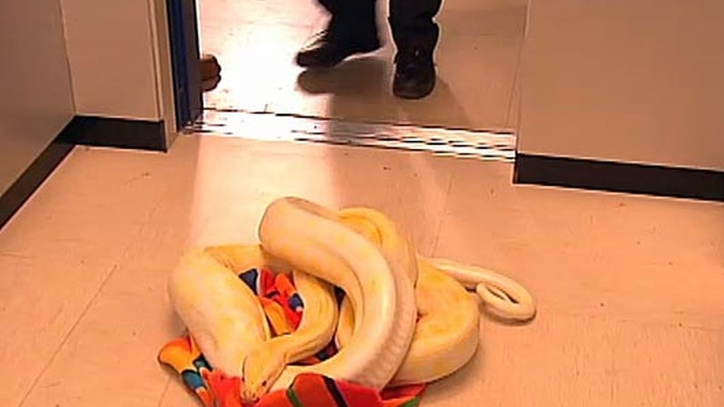 Una pitón causa el caos en Montepinar