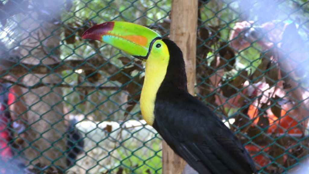 xcaret. pájaro único