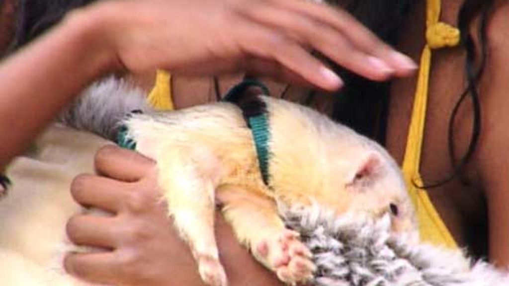 Enamorados de los hurones