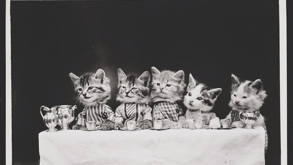 A estos gatitos les falta hablar