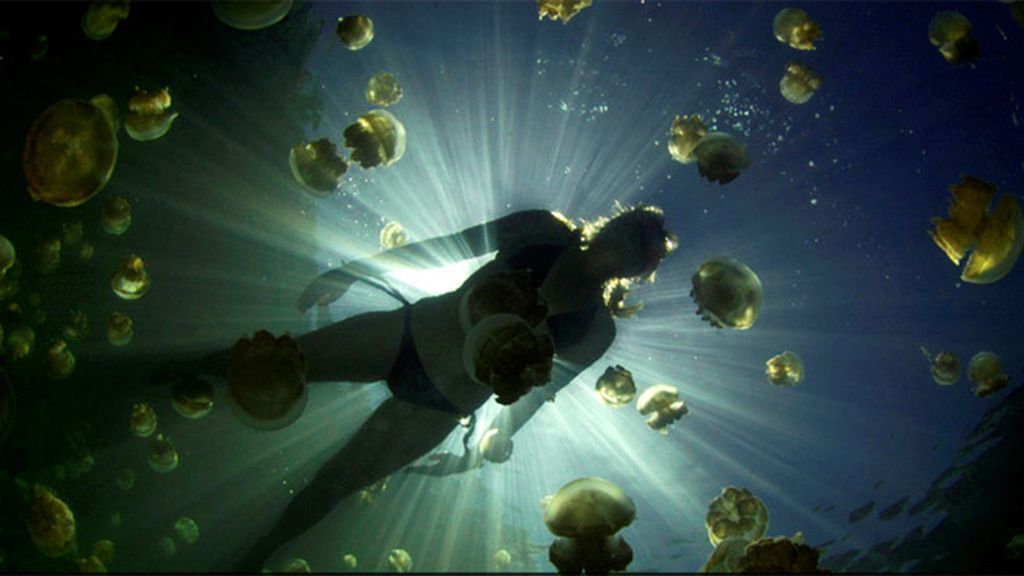 Nadando entre medusas