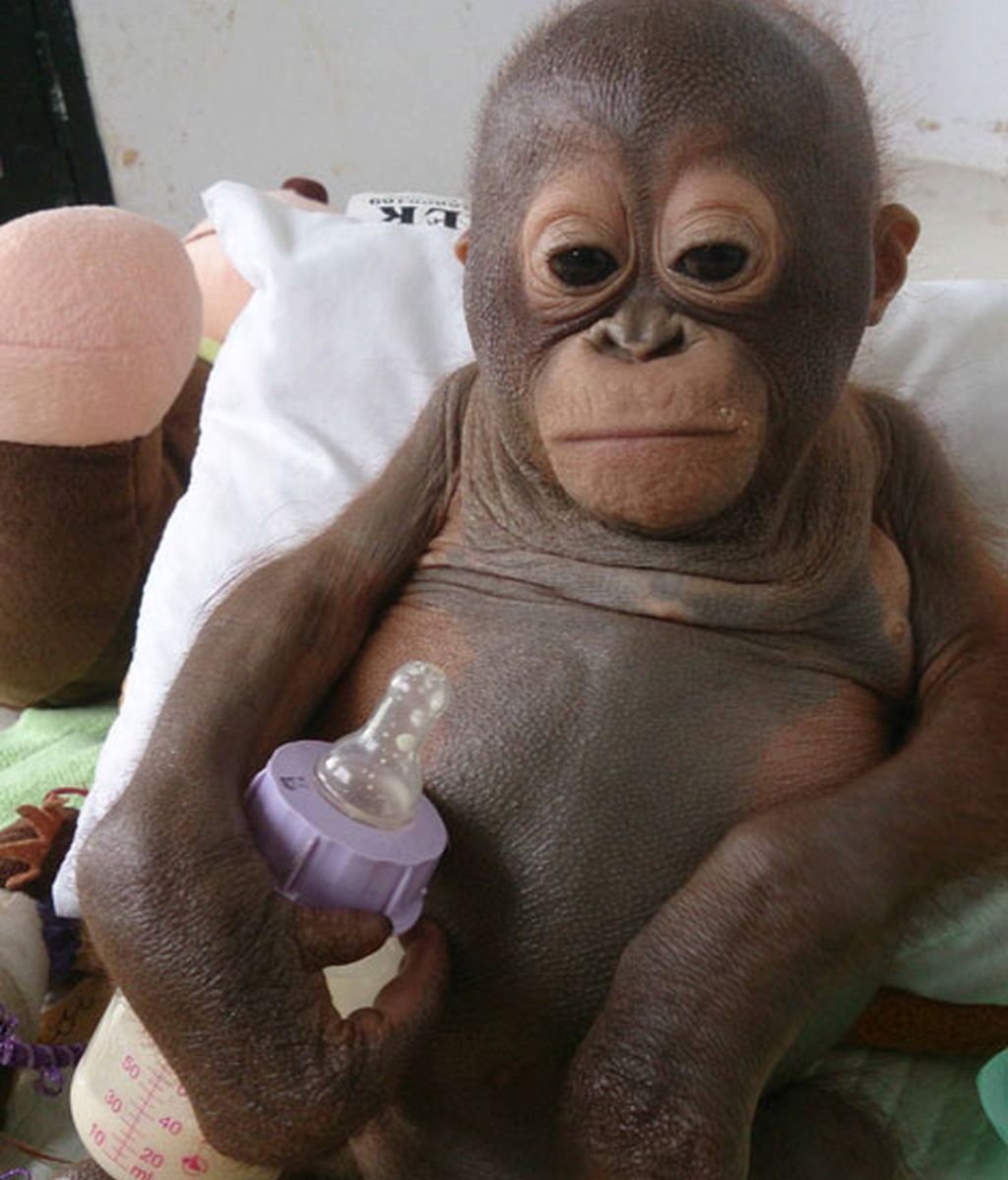 Enjaulado en un gallinero