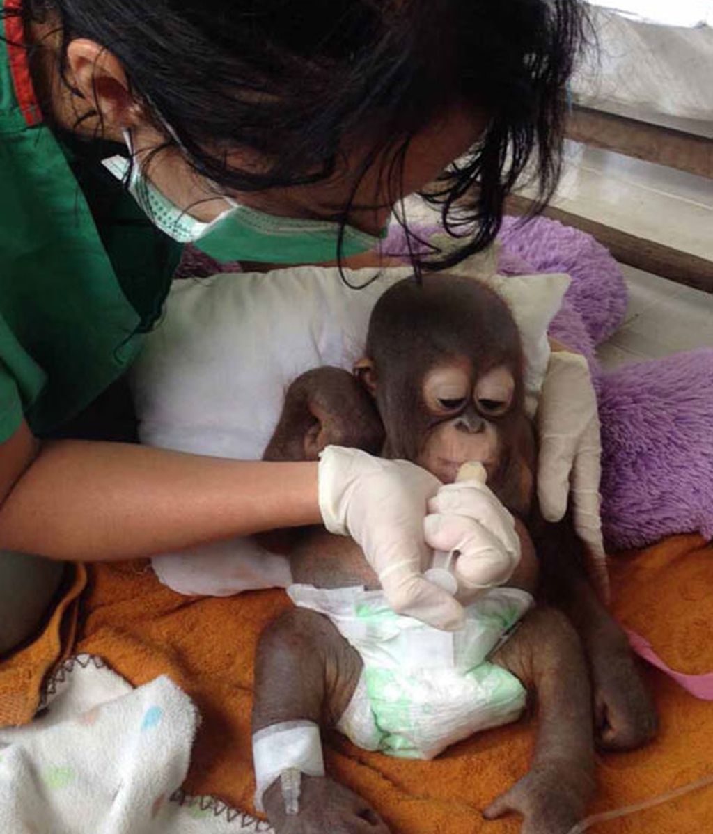 Así sobrevivió Budi, un bebé orangután maltratado durante 10 meses