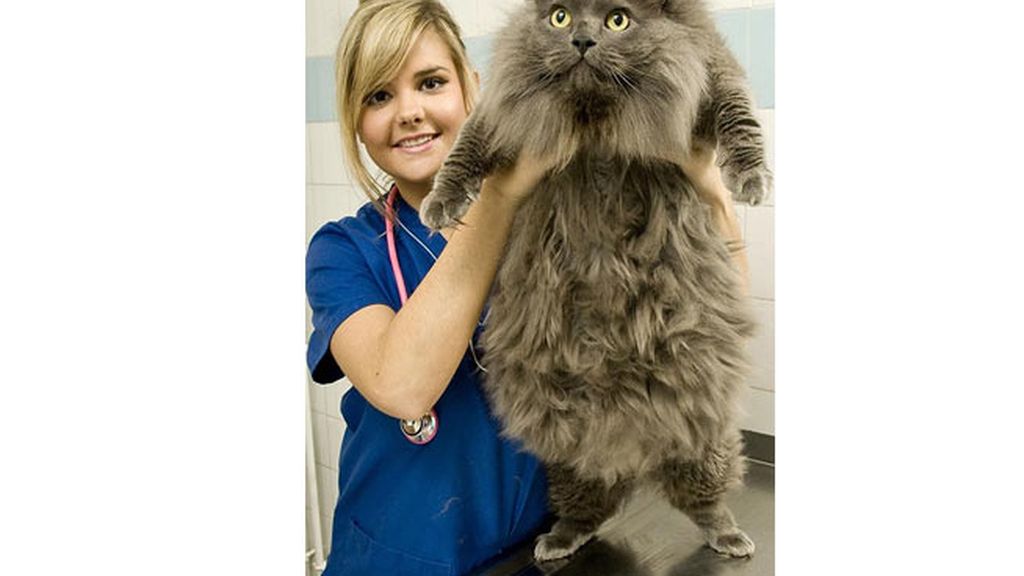 Supermascotas a dieta