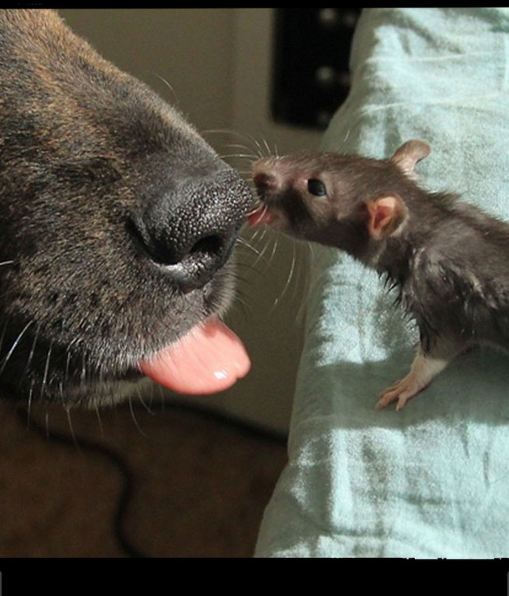 Una rata y un perro, un ejemplo de convivencia
