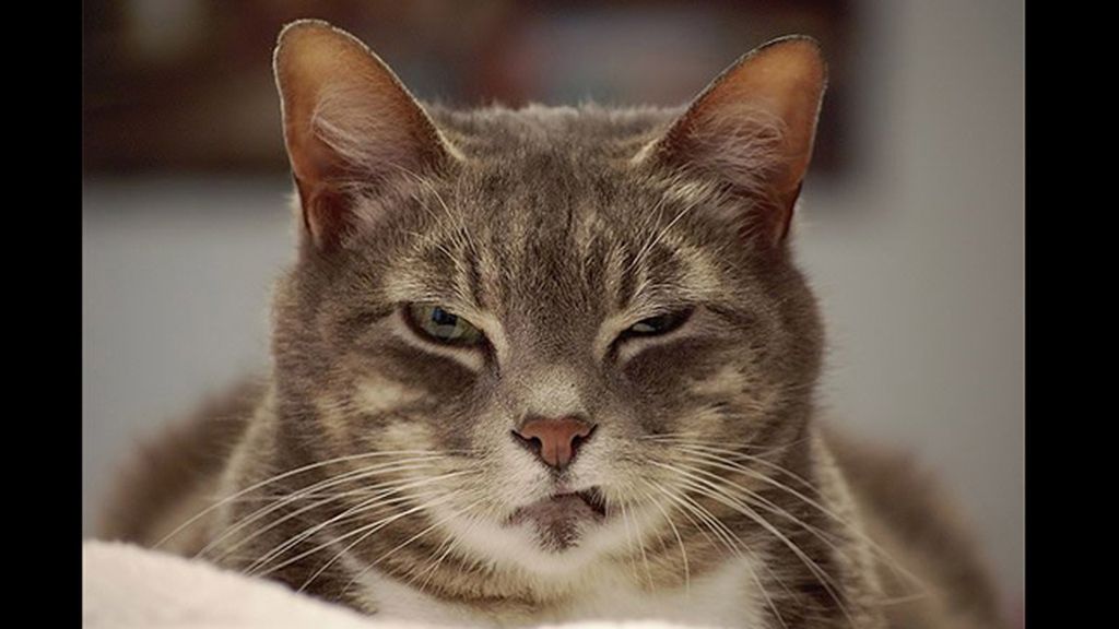 La mirada más aterradora de los gatos