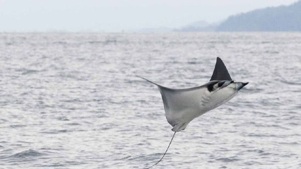 ¿Es un ave o un pez?