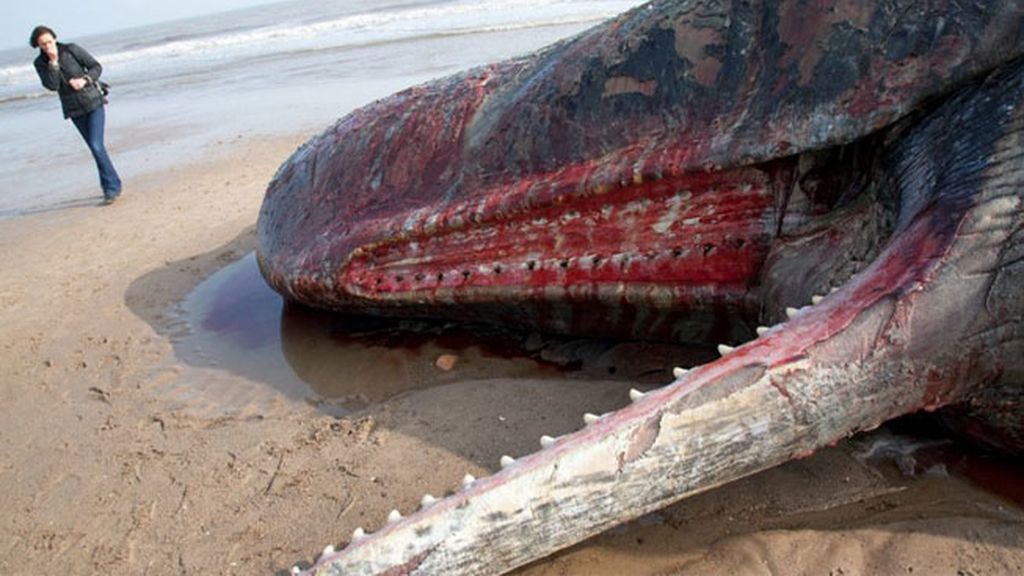 Aparece una ballena muerta en una playa de Reino Unido