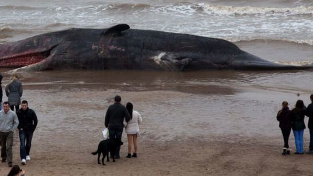 Sorprendente aparición del cadáver de una ballena en Reino Unido