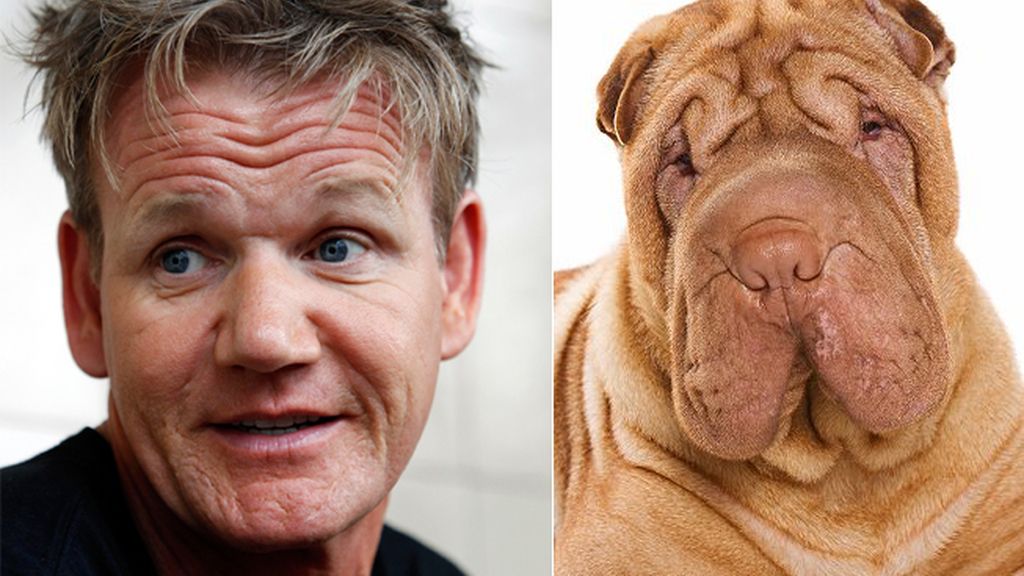 El chef de cocina Gordon Ramsay y el perro Shar Pei