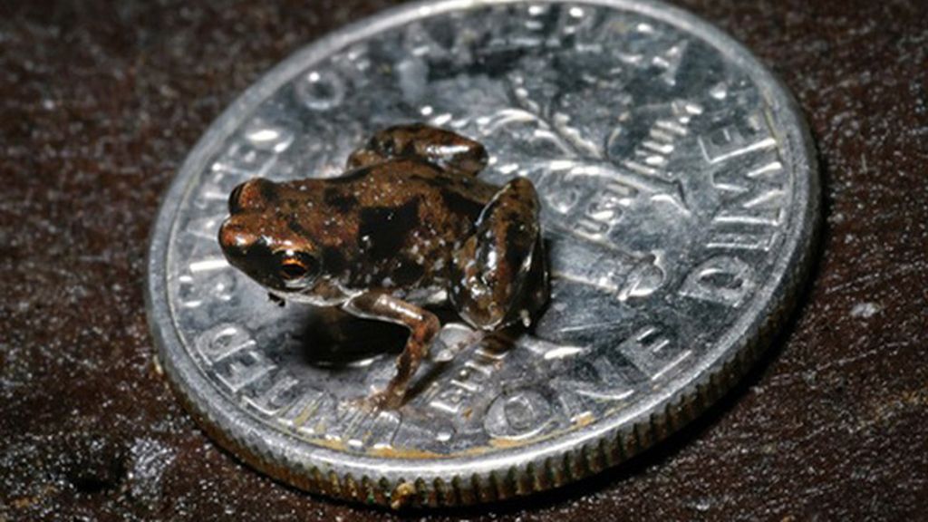 La rana más pequeña