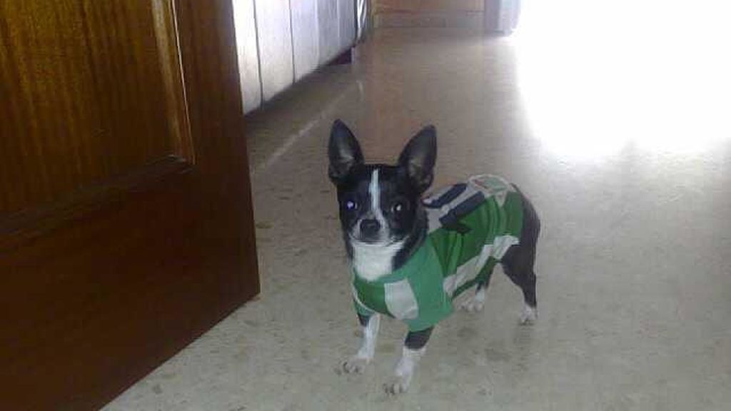 Concursantes Efecto ¡GUAU!... de mascotas