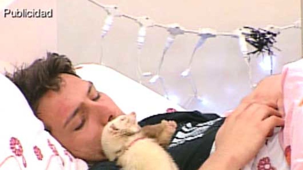 Enamorados de los hurones