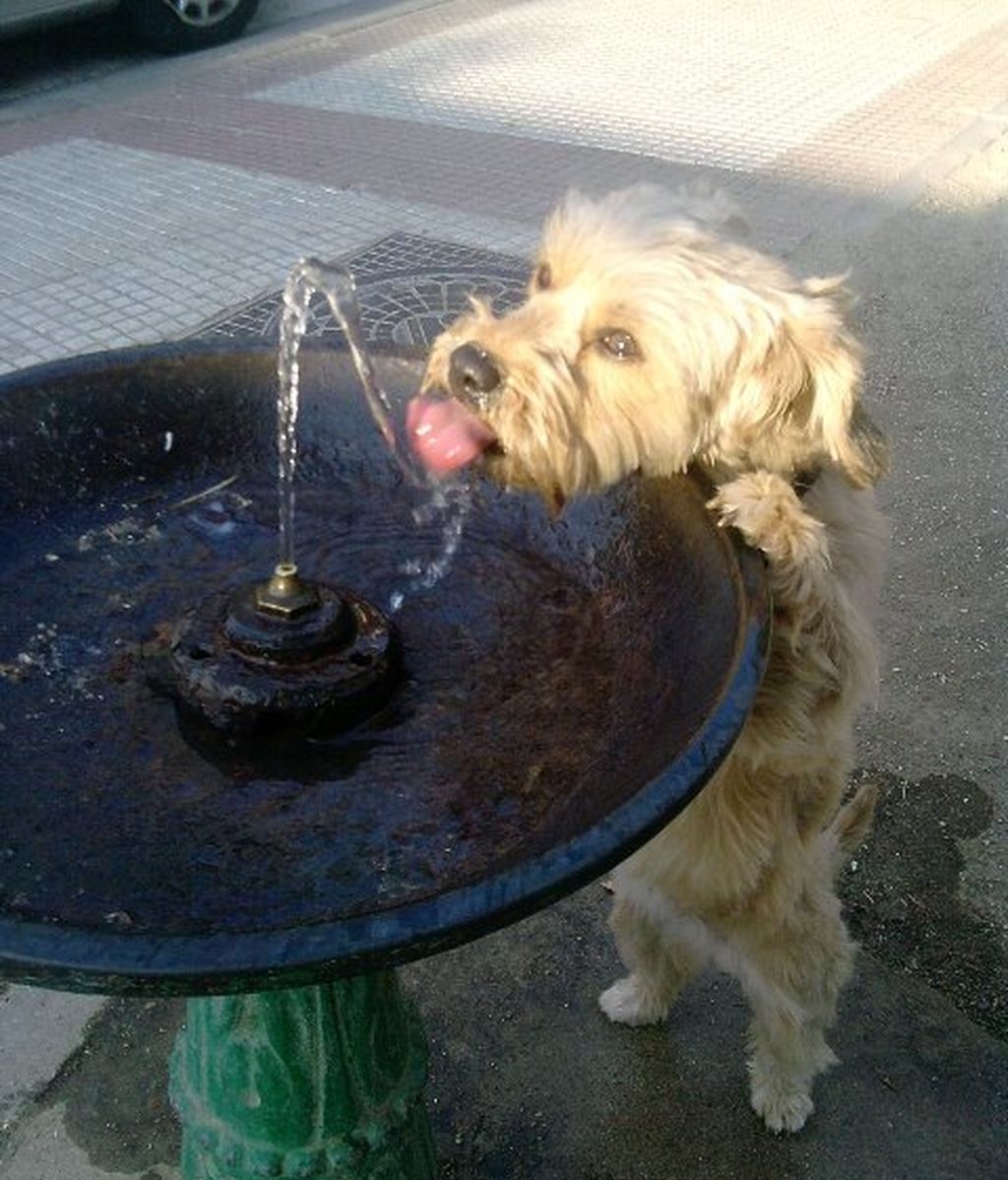 Concursantas Efecto ¡GUAU!... de mascotas