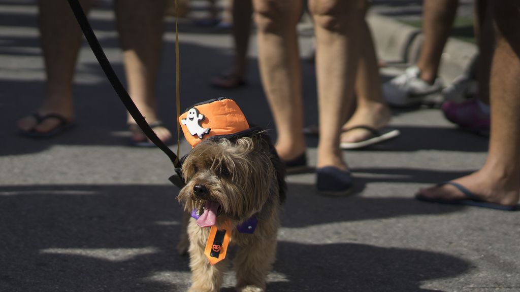 Los perros también son protagonistas en el Carnaval de Río