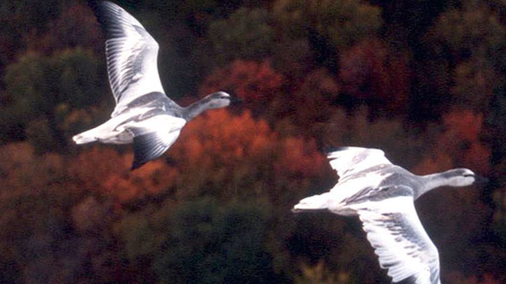 Nómadas del Viento (2001)