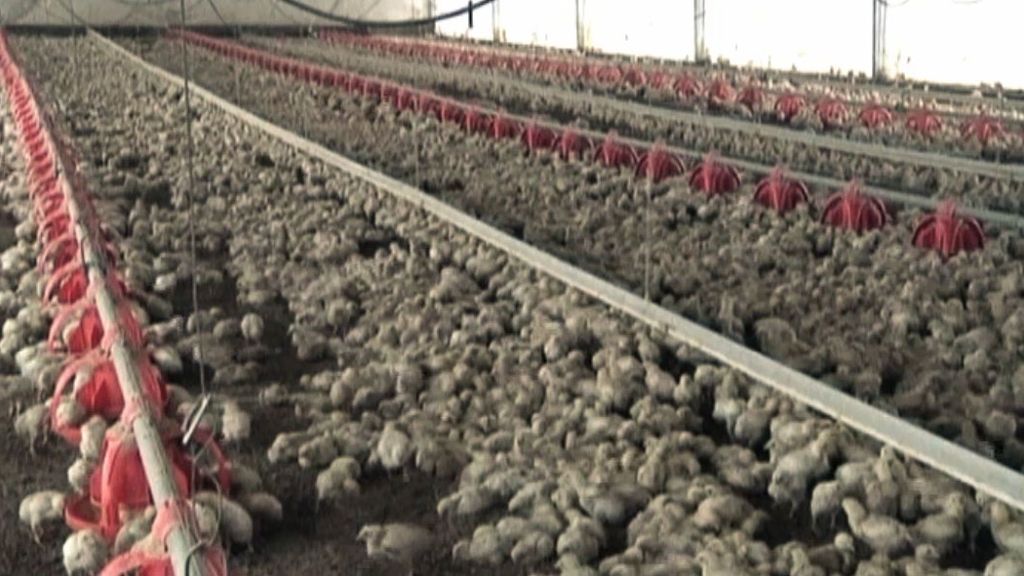 Transgénicos y otros alimentos bajo sospecha