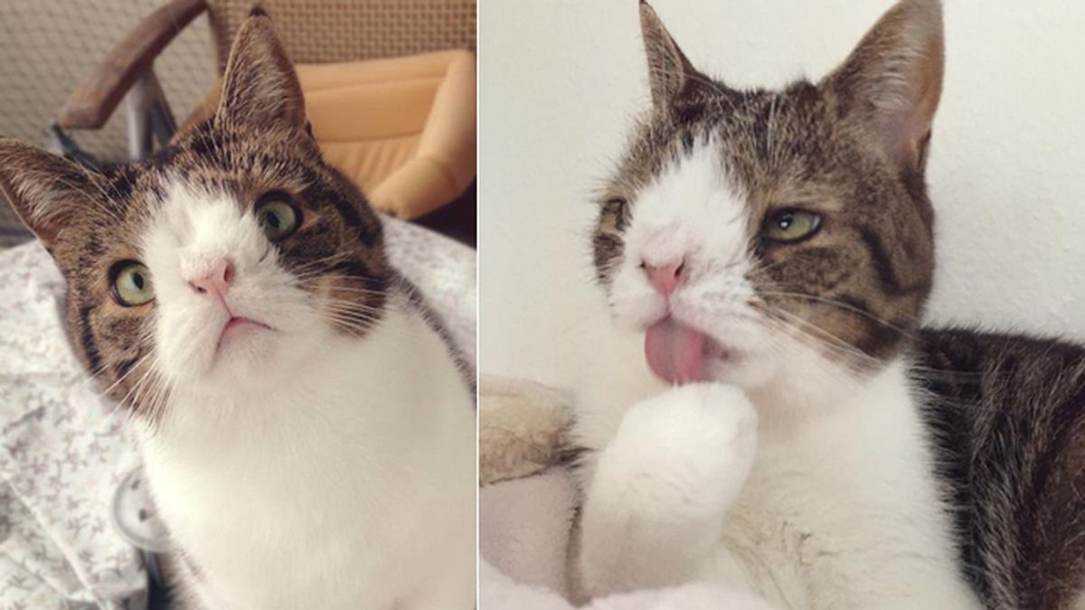 Monty, el gato con síndrome de Down que enternece las redes