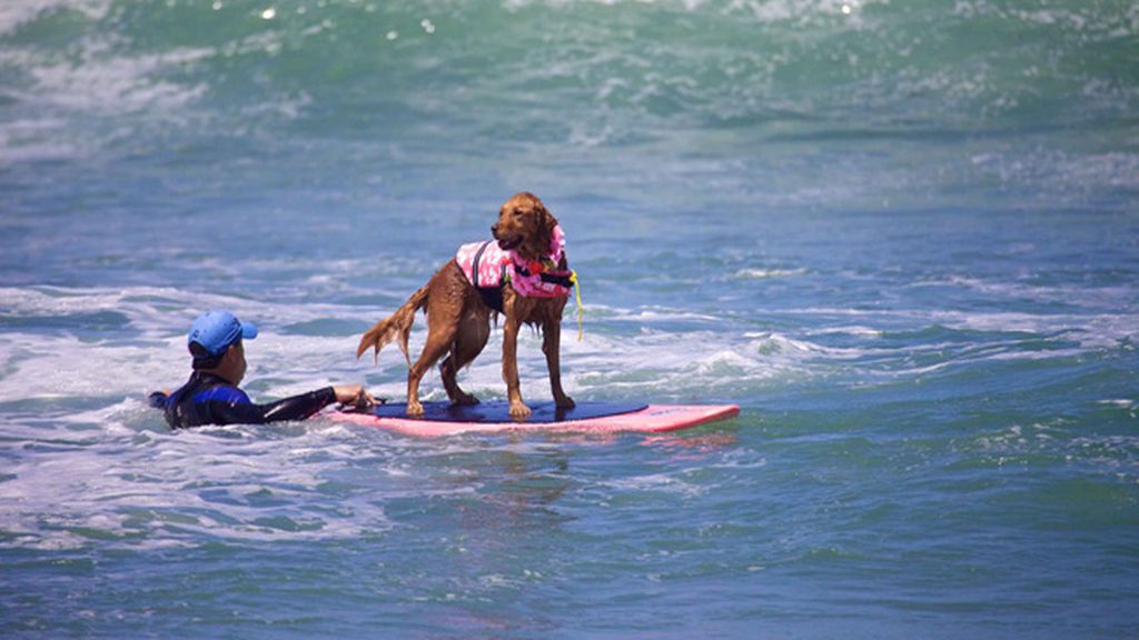 Mascotas que cambian su collar por una tabla de surf