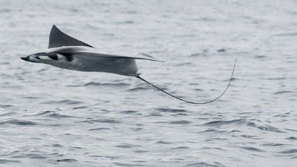 ¿Es un ave o un pez?