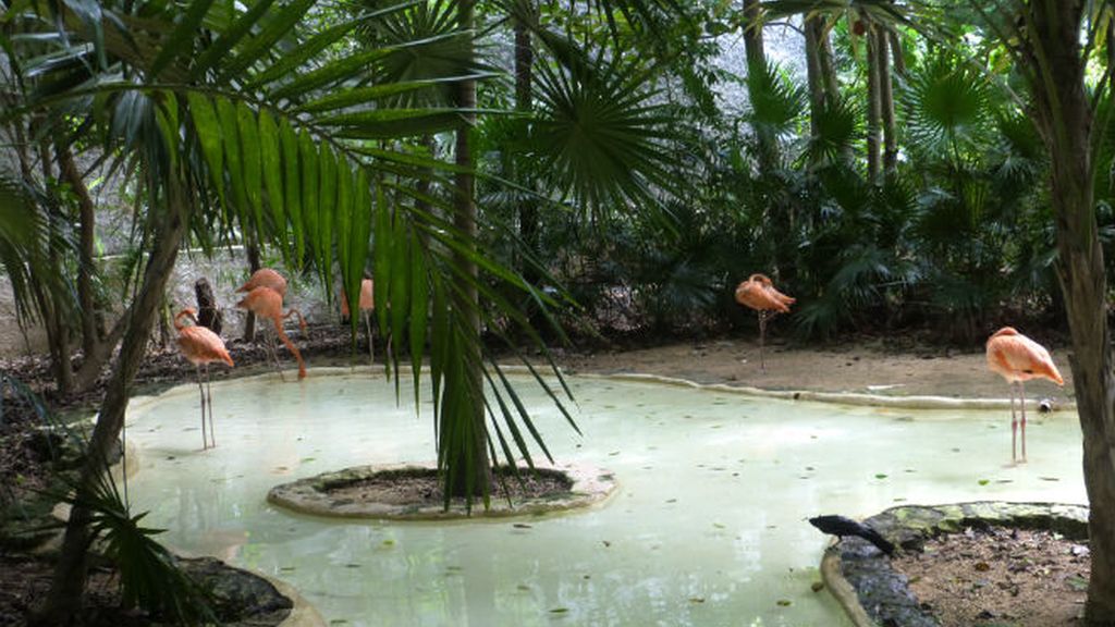 xcaret. flamencos