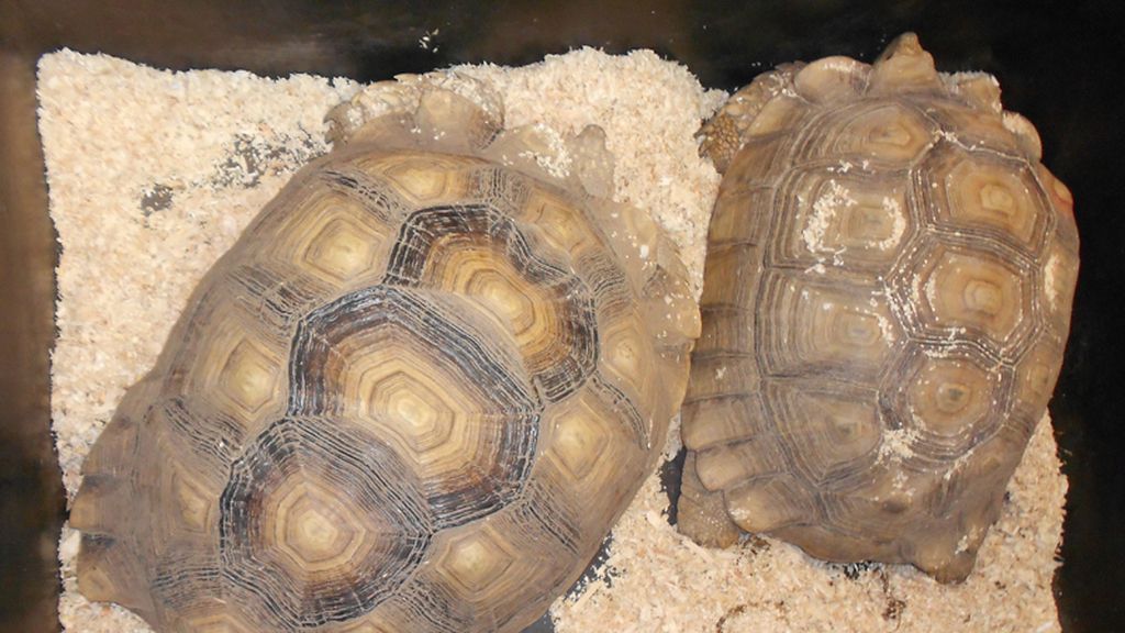 Mascotas de lo más originales