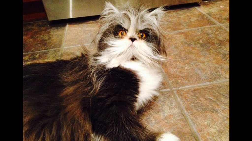 La mirada más aterradora de los gatos