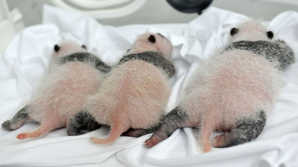 El primer mes de los primeros trillizos de panda