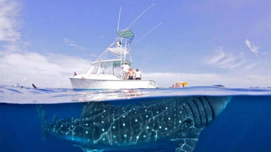 Las ballenas de Shawn Heinrichs sin trampa ni cartón