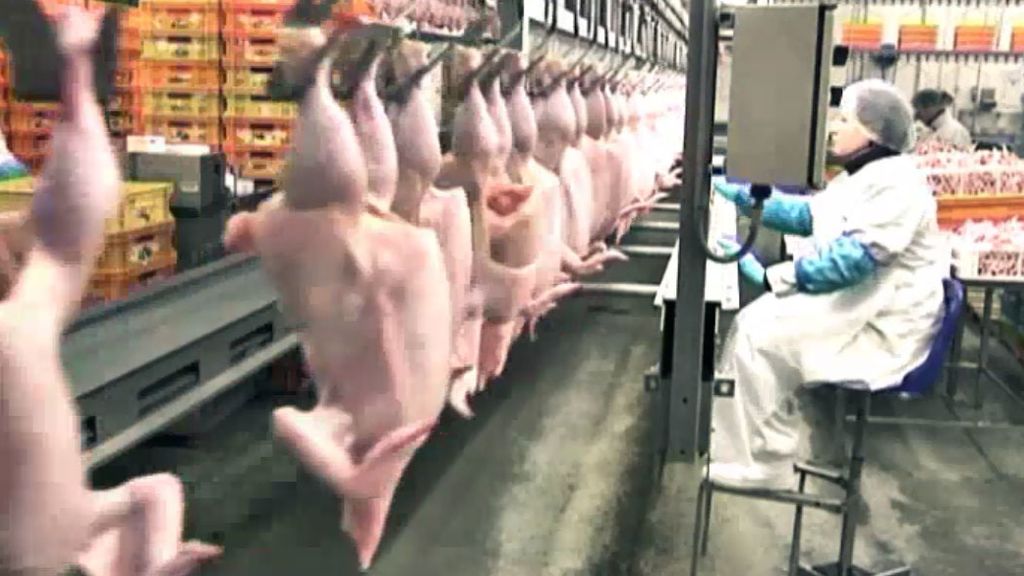 Transgénicos y otros alimentos bajo sospecha