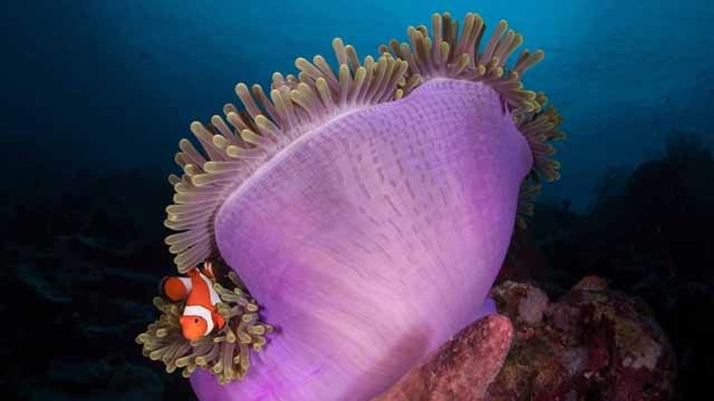 Un fotógrafo, por fin, encuentra a Nemo